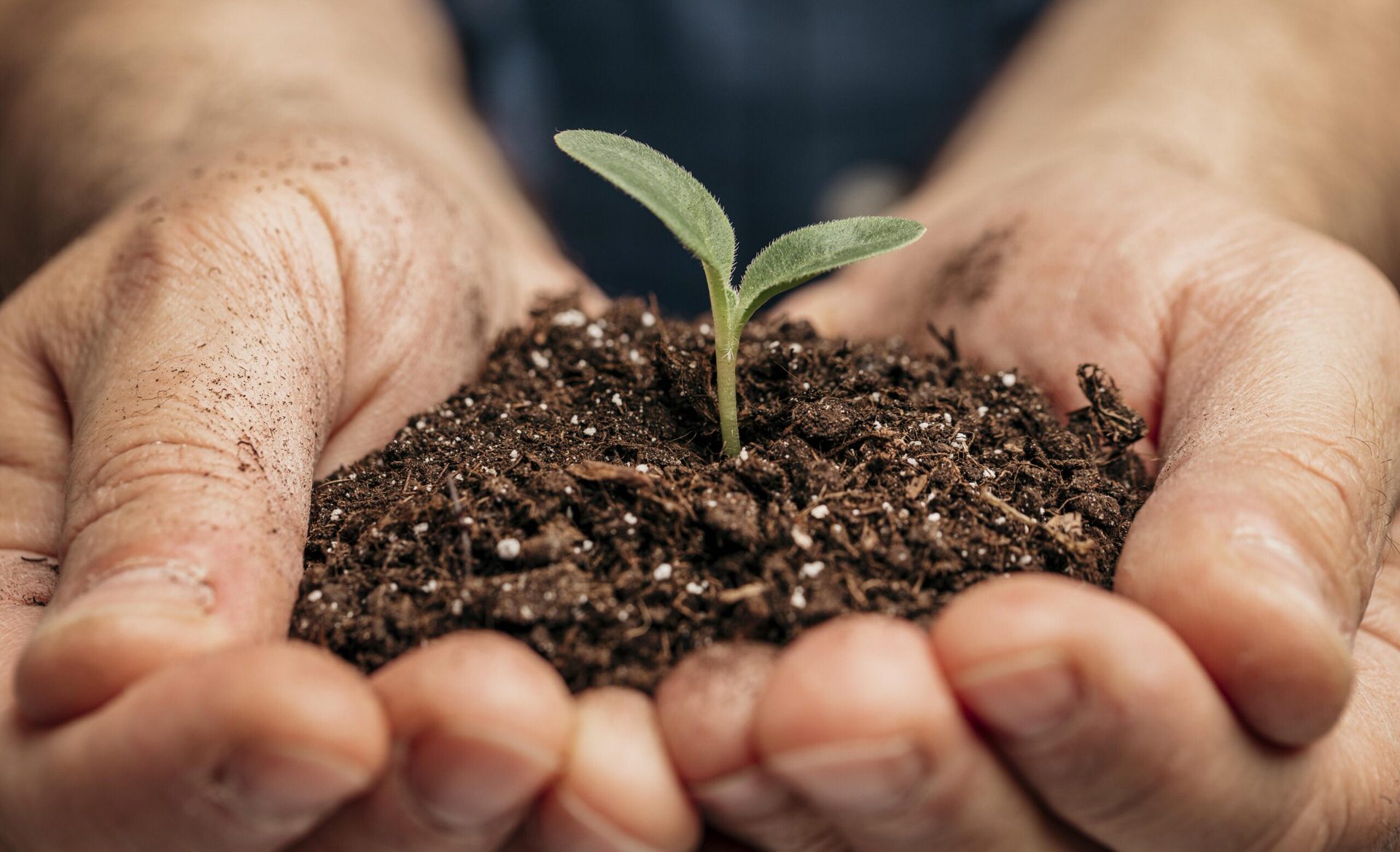 Hands holding seedling in soil