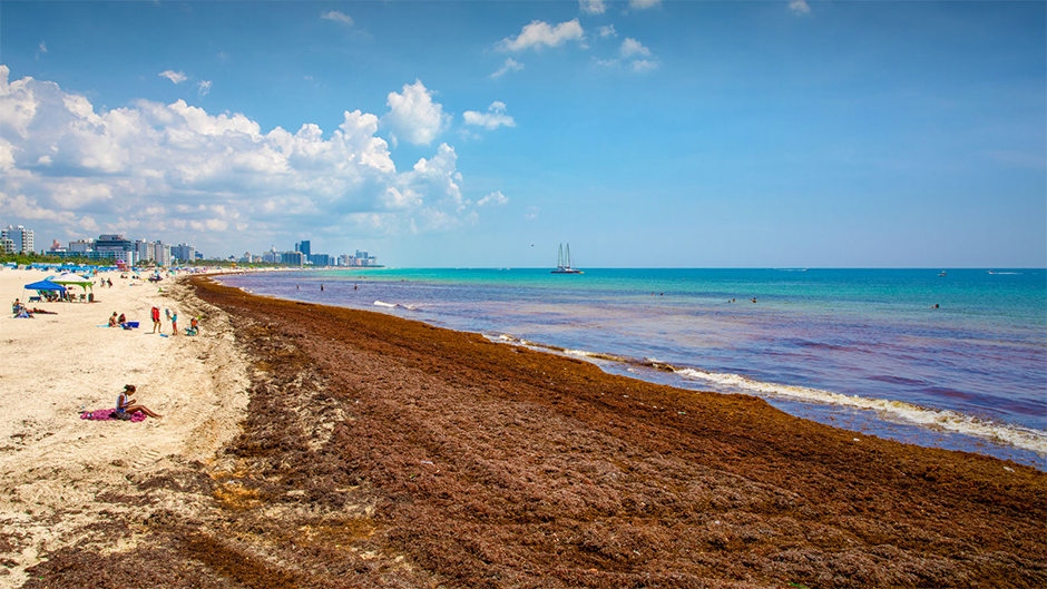 Sargassum seaweed along Caribbean coastline